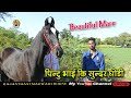 Marwari Horse ll सुन्दर मारवाड़ी घोडी ओनर पिन्टु भाई खेरोदा मो 9829368491