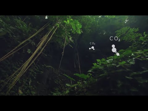 IOTA, Distributed Ledger Technology, in Protecting our Rainforests