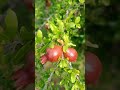 pomegranate Farm 🍑🍑#pomegranate #pomeranian #डाळिंब #dalimb #farmer #viral #viralvideo