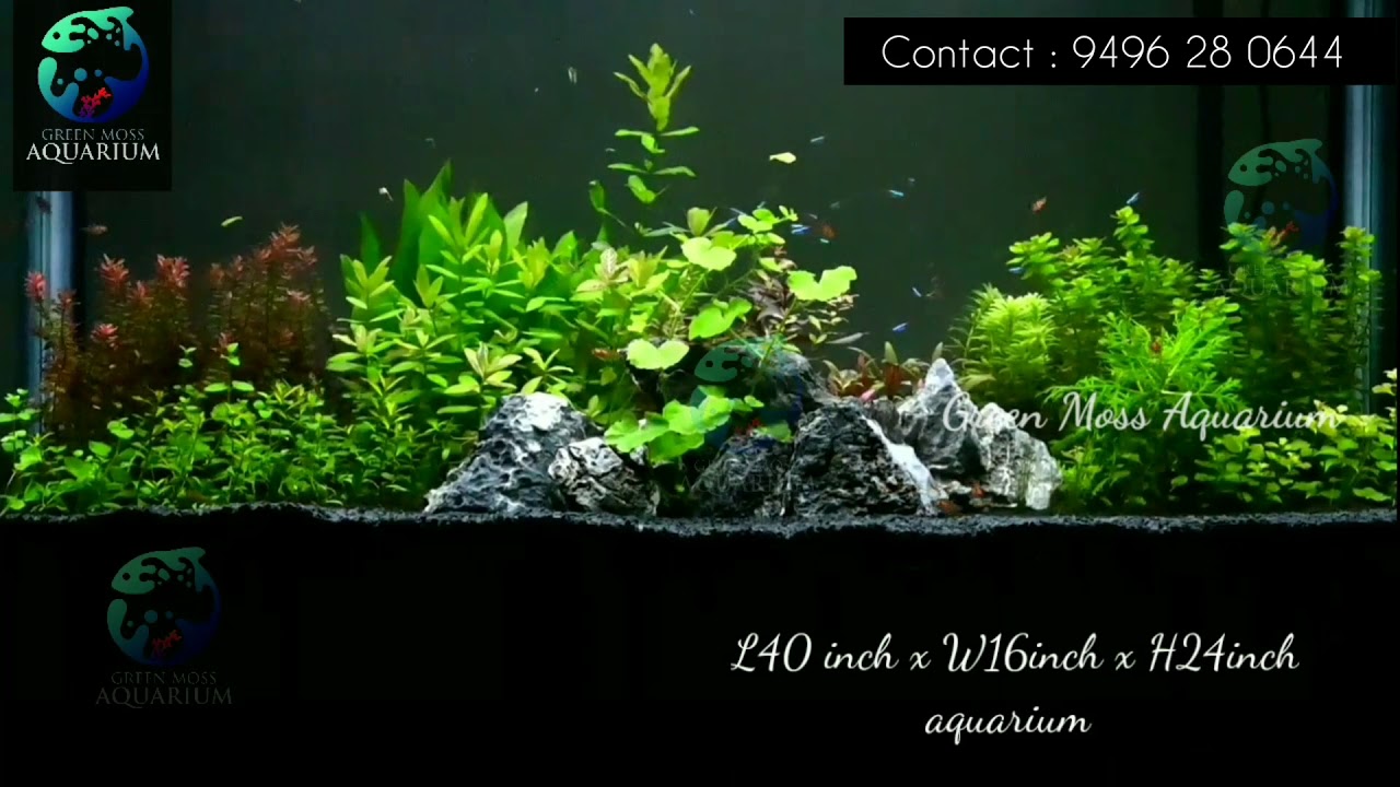 Planted aquarium kerala YouTube