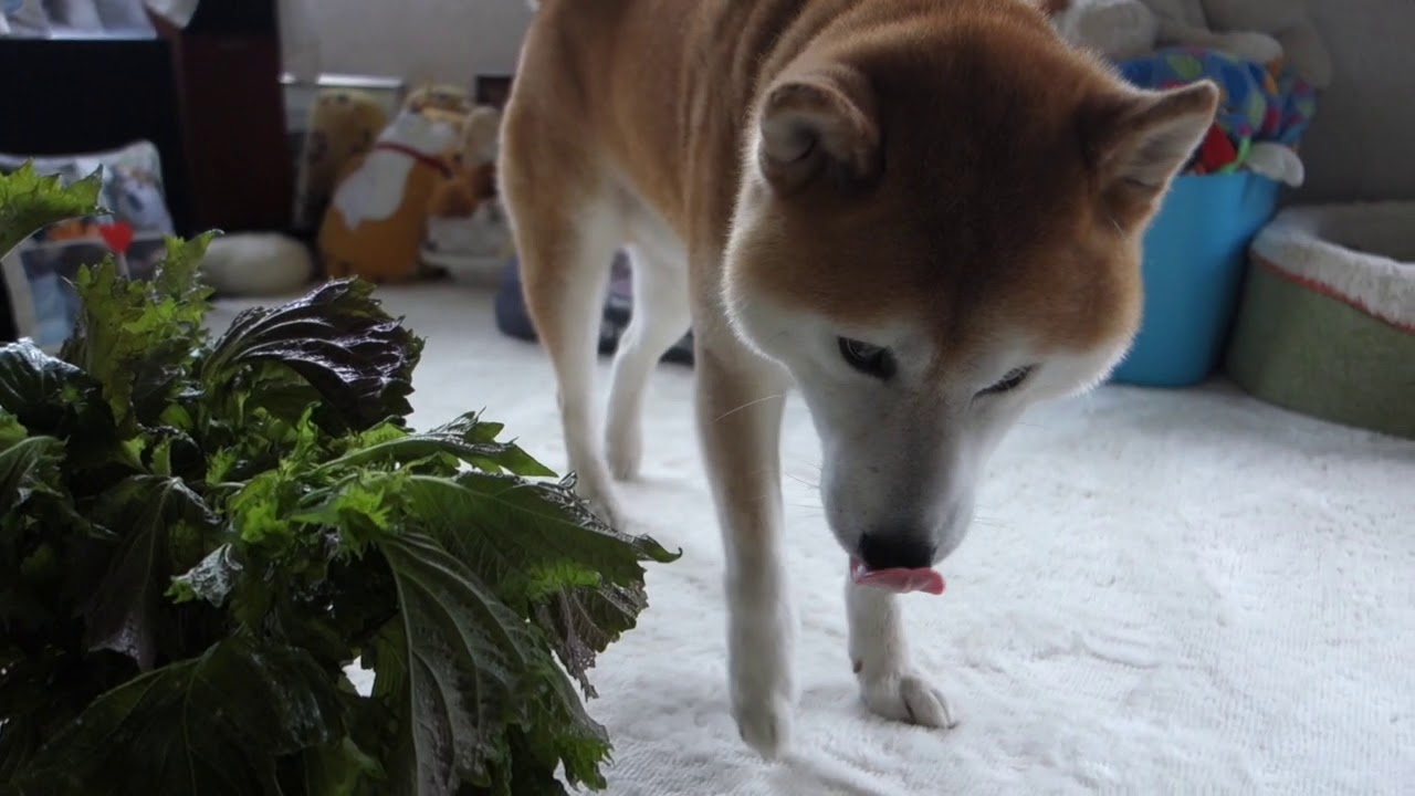 シソ 大人の味がわかるかな Youtube