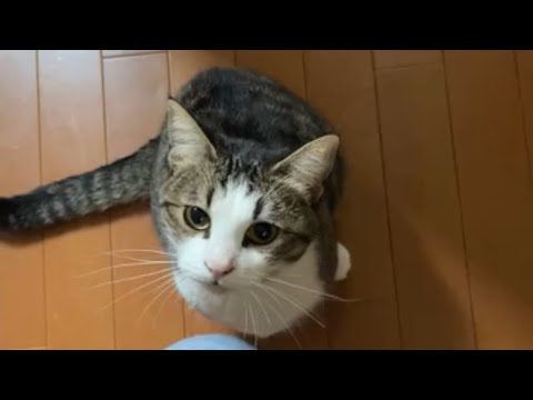 こんな感じで朝からかわいい猫に抱っこをせがまれます【 #Shorts 】