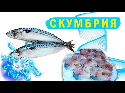 СКУМБРИЯ. Все о рыбе и рецепт скумбрии пряного посола !