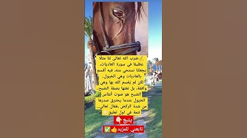ضرب الله تعالى لنا مثلًا عظيمًا في سورة العاديات، يجعلنا نستحي منه