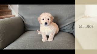 Standard sized goldendoodles -  6 weeks old by Chattahoochee Kennels 165 views 2 months ago 2 minutes, 20 seconds