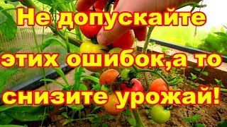 Сильно снижаем урожай овощей допуская эти ошибки! Сильно снижаем урожай овощей допуская эти ошибки!