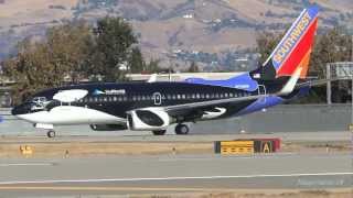 Southwest 'Shamu' 737700 Takeoff From San Jose International Airport