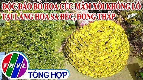 Chào buổi sáng (18/01/2021): Độc đáo bó hoa cúc mâm xôi khổng lồ tại Làng hoa Sa Đéc, Đồng Tháp