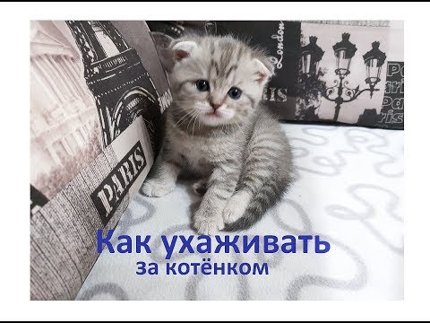 Как ухаживать за котенком? Шотландская вислоухая кошечка Мелисса от 1 мес до 1,5