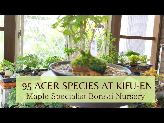 盆栽用苗 kojikoji Bonsai/Ginkgo biloba (Maidenhair tree) / Icho / Middle size