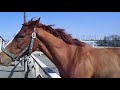 ～pretty horses ～可愛い過ぎるお馬さん équitation