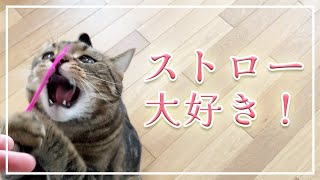 【ほっけ】うちの猫はストローが一番好きかもしれません【アメショ】