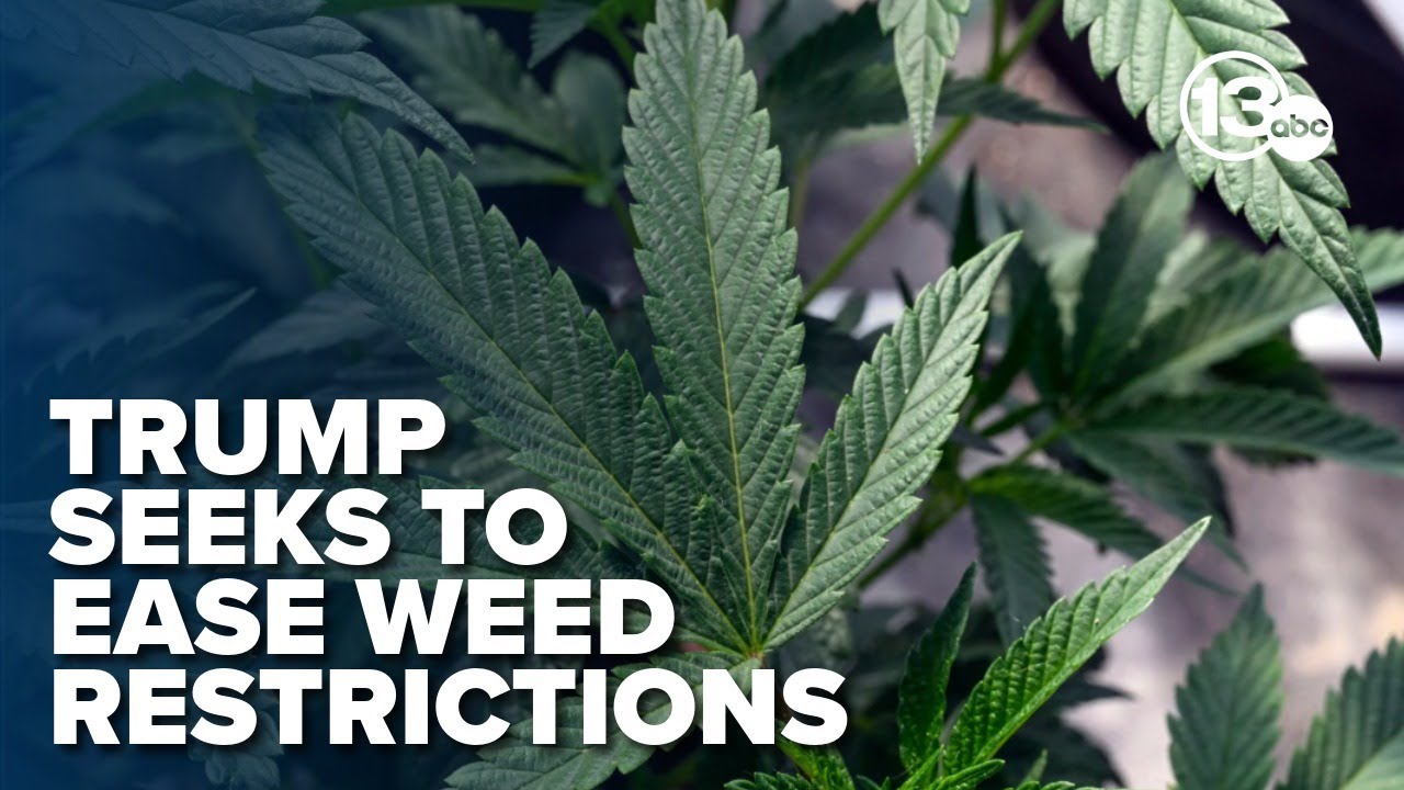По сообщениям СМИ, Трамп может перевести марихуану в категорию менее запрещенных веществ.