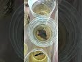 #bettafish #contact 6374486183#trending#explore#available