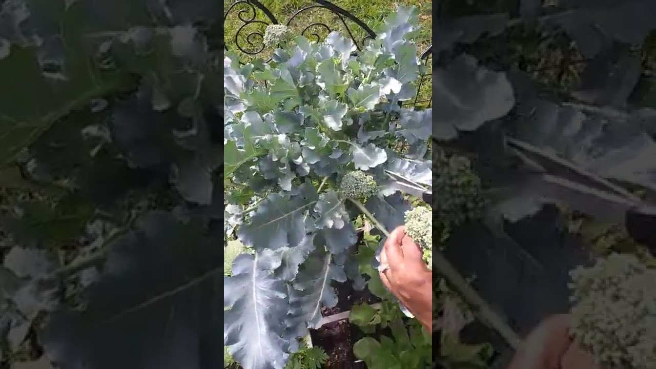 Broccolini Harvest! YouTube