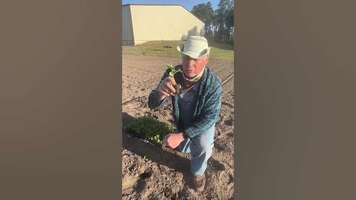 How To Plant Watermelons 🍉