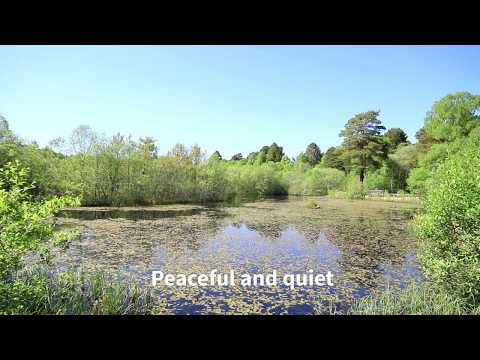 Tullochwood – 28 acres of native woodland in Moray Scotland