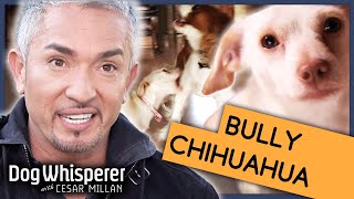 Playboy Pup Is Biggest Bully | S9 Ep 7| Dog Whisperer With Cesar Millan by Dog Whisperer 56,801 views 1 month ago 42 minutes