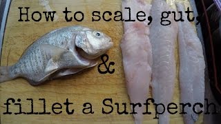 How to scale, gut, & fillet a Surfperch