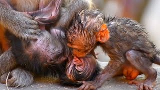 Aw 2026, Adorable Wildlife Young Mommy Trying To Nurse Baby