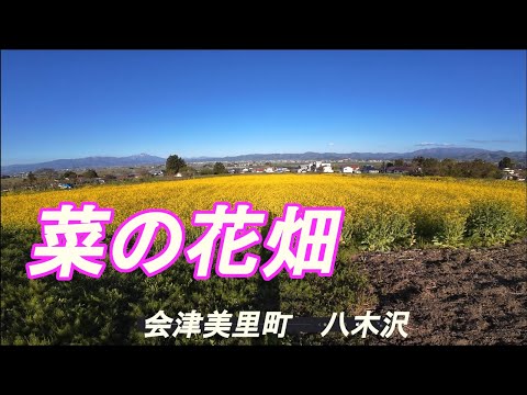菜の花畑   八木沢   ＜会津美里町＞   20250430