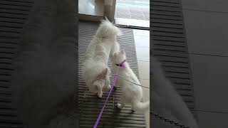Little Puppy trying to scare a big size German Spitz dog  #funnypuppy #funny #funnypets