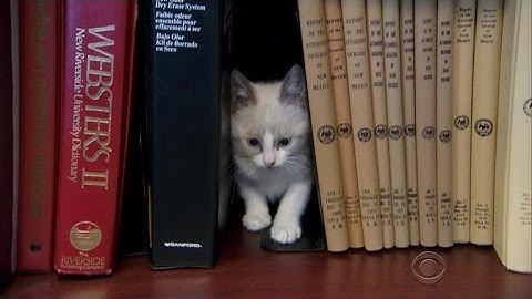 Government office sets up "cat library"