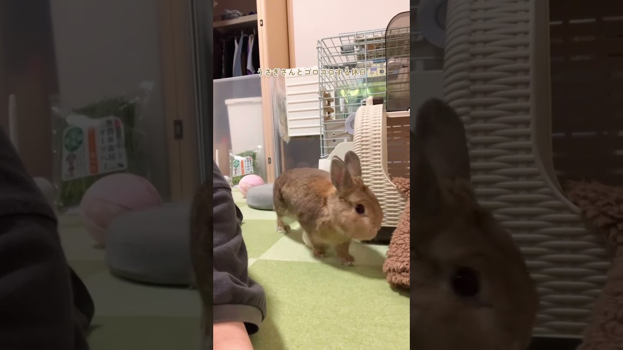 うさぎさんとゴロゴロする休日🐰🌻 #うさぎのいる生活 #ネザーランド