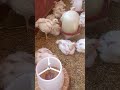 الفراخ البيضاء عمر 24يوم اوزنهم مشاء الله 