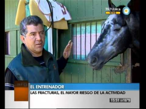 Carrera de caballos en vivo