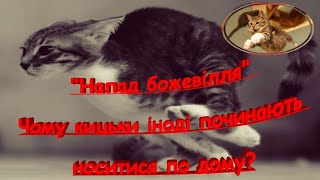 «Нападение Безумия»: Почему Кошки Иногда Начинают Носиться По Дому?