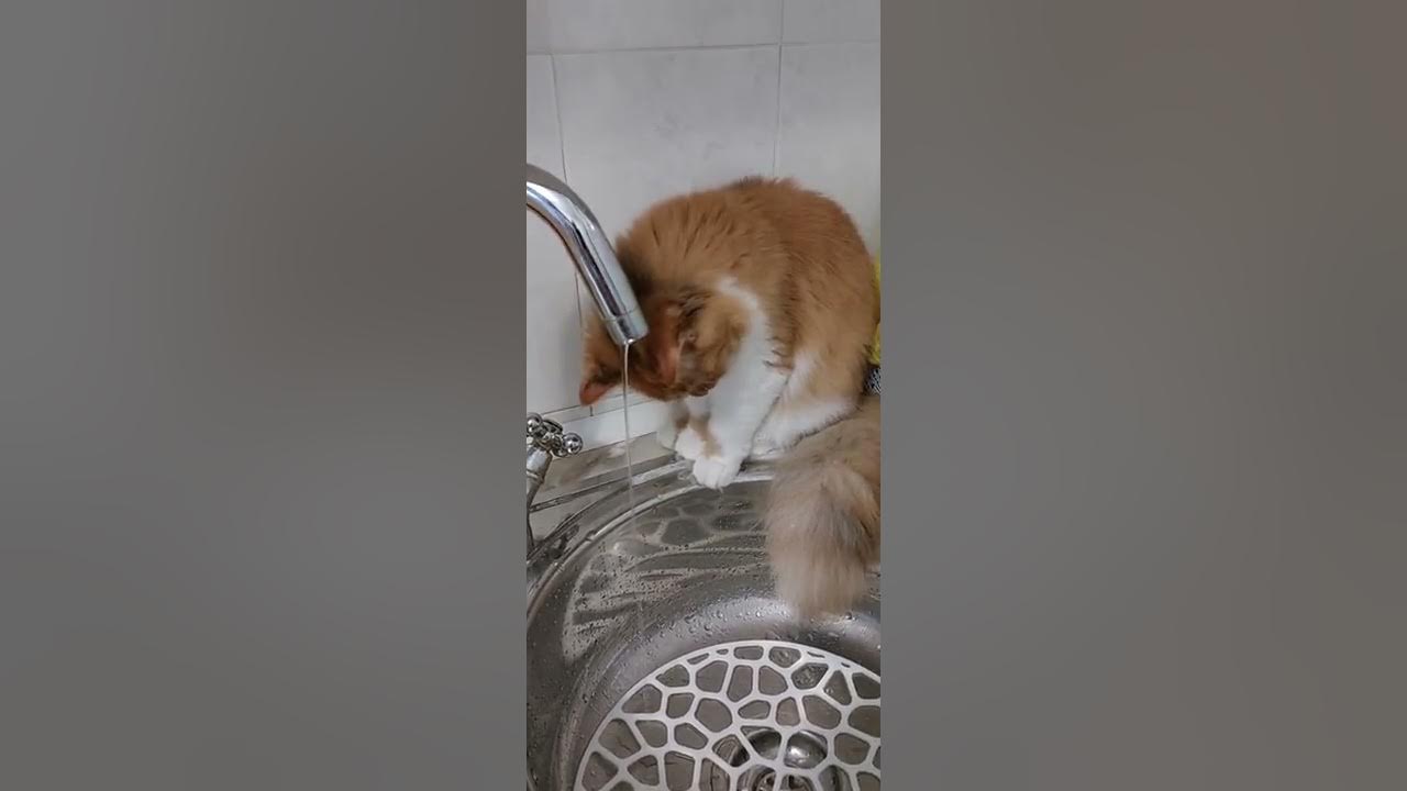 Каждое утро в нашем заведении начинается одинаково. Каждое утро начинается одинаково. Каждое утро в нашем заведении. Звук утро в нашем заведении начинается одинаково. Утро в нашем заведении начинается одинаково.