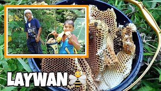 LAYWAN || HONEY BEE HARVEST 🐝 #laywan #honeybee #buhayprobinsya