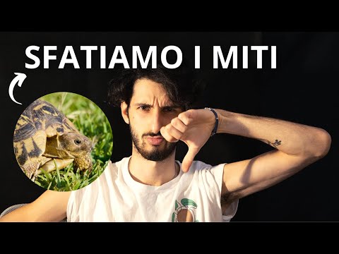 Video: Tartaruga muschiata comune