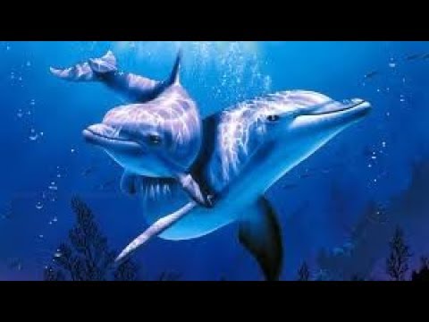 watershed DOLPHINS & Soft Music 💦 Healing Relaxation - POWERFUL De-stressing - Deep REGENERATING Sleep