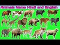 पालतू जानवरो के नाम हिंदी  | Learning Animals Names  | Animals Names Hindi and English