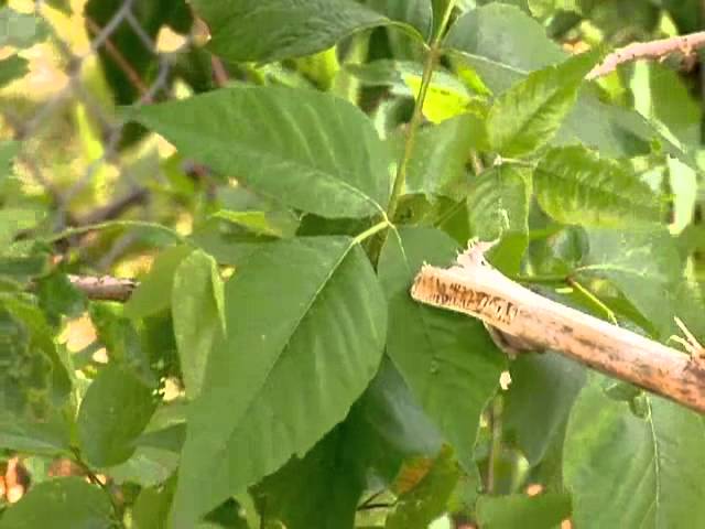 How to Identify Poison Ivy  University of Maryland Extension