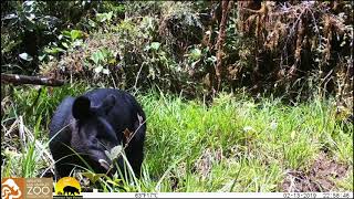 Mountain tapir in the Colombian Massif