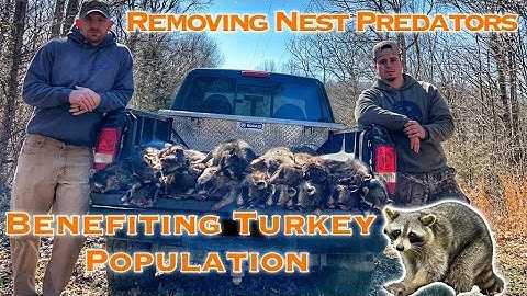 Nest Predator Trapping | How to Help Your Turkey Population