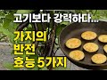 “고기보다 강력하다? 의사도 놀란 가지의 반전 효능 5가지”