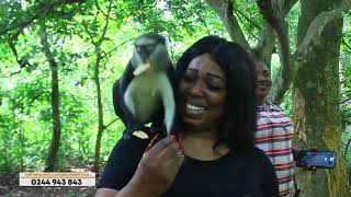 A trip to Boabeng Fiema Monkey Sanctuary