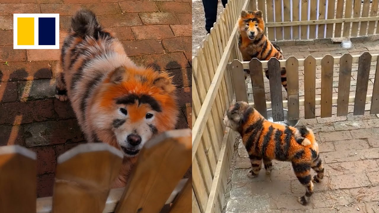 PET 6cm×5m 66cm/loop 春池 Video | Chinese zoo slammed for dyeing dogs' fur in 'tiger stripes