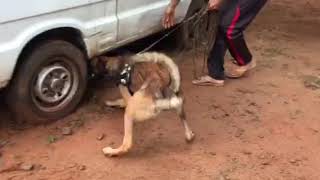 Under training narcotics detection