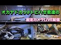 オカヤドカリ君の固定カメラLIVE配信2026.8.19【JJ&ハニー】