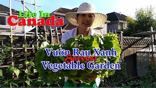 Làm vườn ở Canada, cực lắm nhưng rất vui 🇨🇦41》 Growing A Vegetable Garden