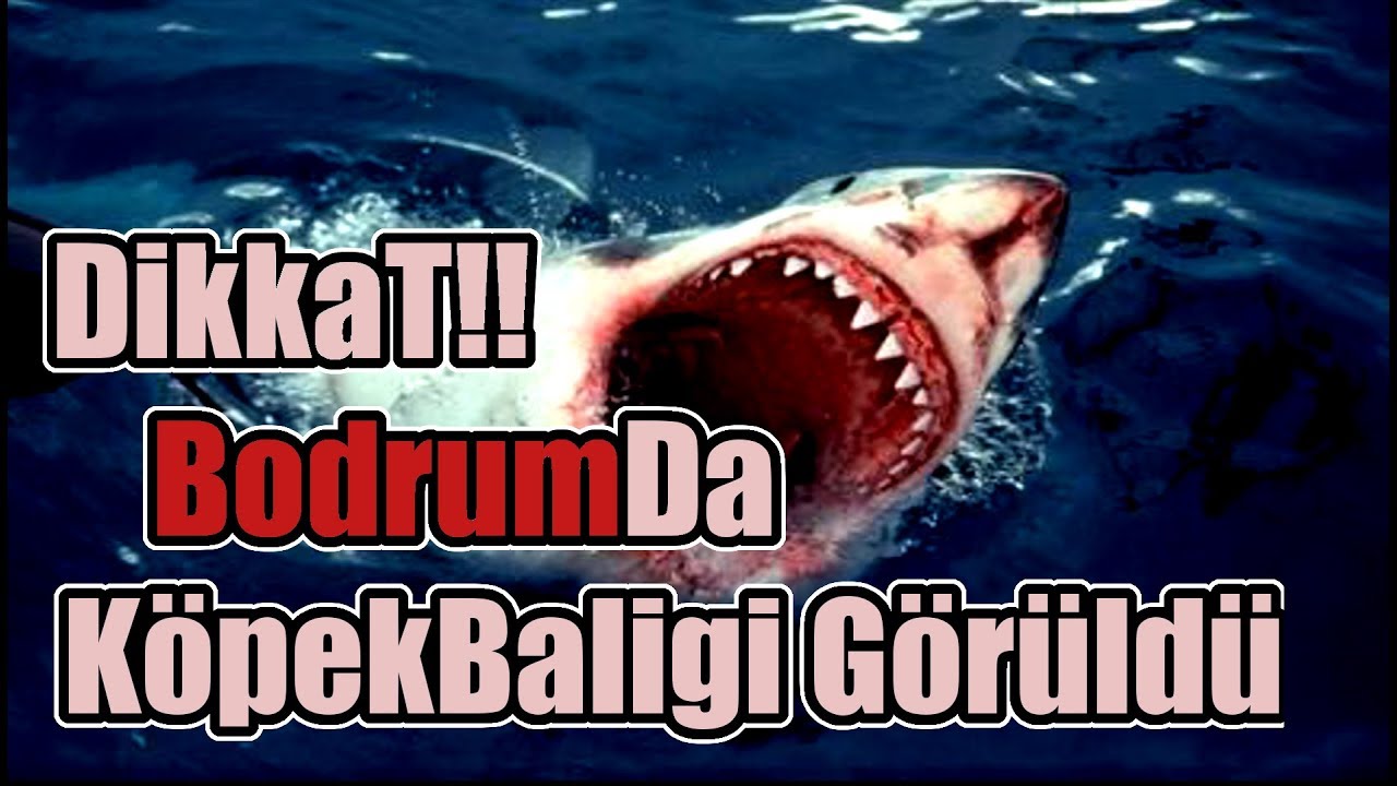 Bodrum Da Dev Kopek Baligi Goruldu Shark In Bodrum 2018 Youtube