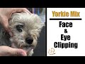 Yorkie Mix Breed | Face & Eye Clipping