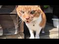 暑くたって平気。外でゴロン。でもやっぱり無理かも・・【侵入した野良仔猫】～家猫修行中～