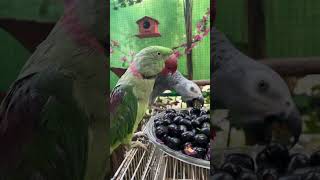 Talking Raw parrot Eating Jamun fruit #shorts #youtubeshorts #viral