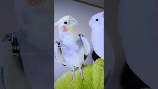 おはようの挨拶♡オカメインコのむぎ様おもち様♡ #shorts